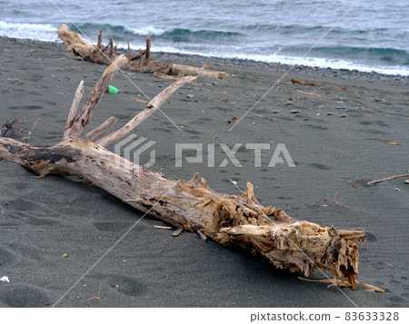 一棵大樹在海岸上發射 83633328