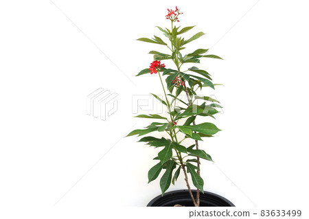 Jatropha integerrima plant isolated on white background Jatropha integerrima plant isolated on white background 83633499
