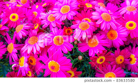 Bright pink gerbera Bright pink gerbera 83633580