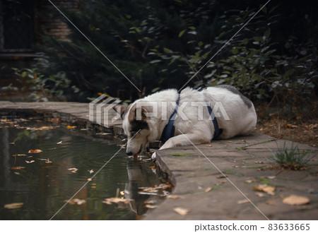 A white-colored dog in a dog-walking schleia drinks water in a fountain or pond against the background of falling yellow leaves 83633665