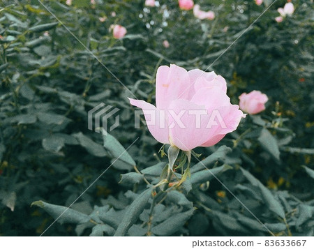 Pink rose flower (brushing knockout) 83633667