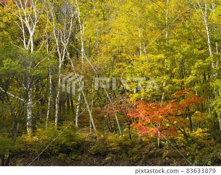 Autumn leaves in Akiyama-go (around Amaike) Autumn leaves in Akiyama-go (around Amaike) 83633879