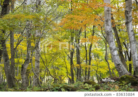 Autumn leaves in Akiyama-go (around Amaike) Autumn leaves in Akiyama-go (around Amaike) 83633884