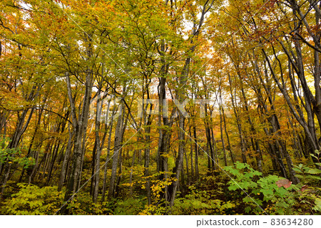 Forest of autumn leaves at the foot of Mt. Toriumi 83634280