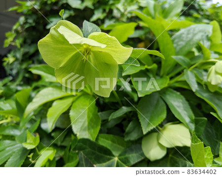 Stock Photos: Christmas roses that decorate the winter garden 83634402