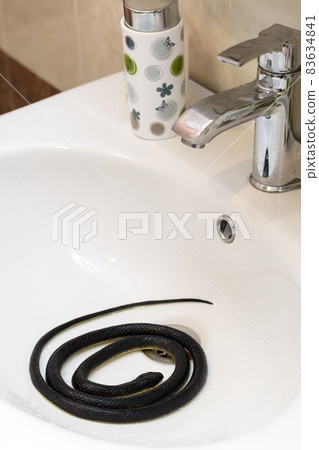 A poisonous black snake in the bathroom in the washbasin A poisonous black snake in the bathroom in the washbasin 83634841