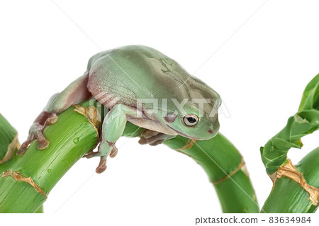 The Australian green tree frog isolated on white background with clipping path and full depth of field The Australian green tree frog isolated on white background with clipping path and full depth of field 83634984
