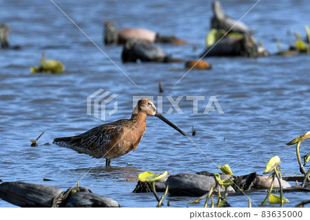 Siberian dowitcher in the lotus root field 83635000