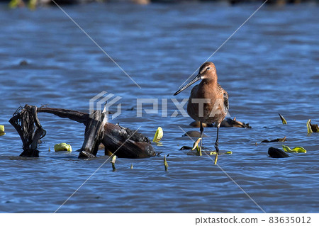 Siberian dowitcher in the lotus root field 83635012