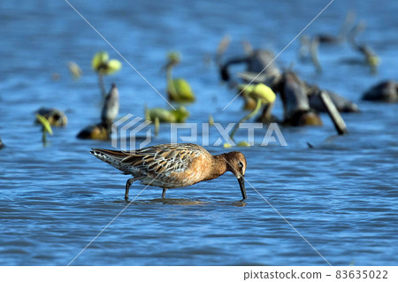 Siberian dowitcher in the lotus root field 83635022