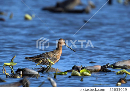 Siberian dowitcher in the lotus root field 83635029