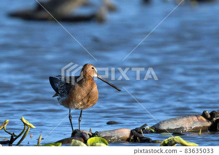 Siberian dowitcher in the lotus root field Siberian dowitcher in the lotus root field 83635033