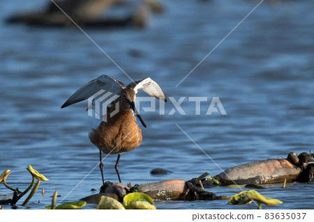 Siberian dowitcher in the lotus root field 83635037