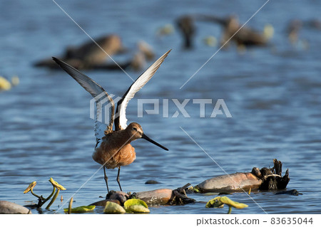 Siberian dowitcher in the lotus root field 83635044