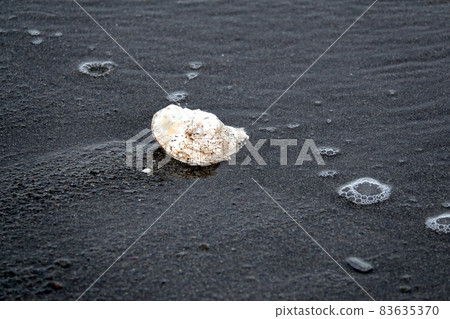 Oyster shells left on the beach 83635370