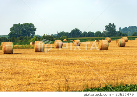 Group of Hay Bales on a Sunny Summer Day - Padan Plain Italy 83635479