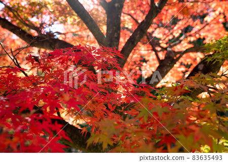 Autumn leaves 83635493