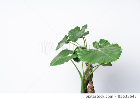 Alocasia odora taro perennial alocasia green foliage plant Alocasia odora taro perennial alocasia green foliage plant 83635645