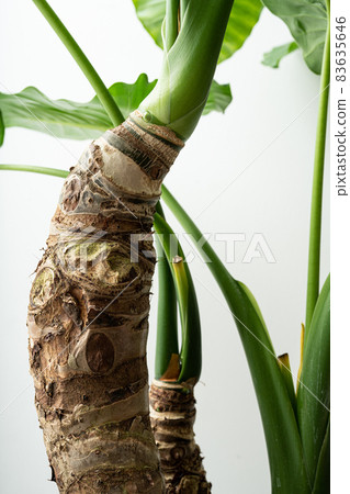 Alocasia odora taro perennial alocasia green foliage plant Alocasia odora taro perennial alocasia green foliage plant 83635646
