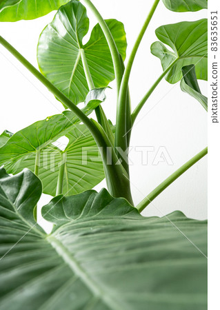 Alocasia odora taro perennial alocasia green foliage plant Alocasia odora taro perennial alocasia green foliage plant 83635651