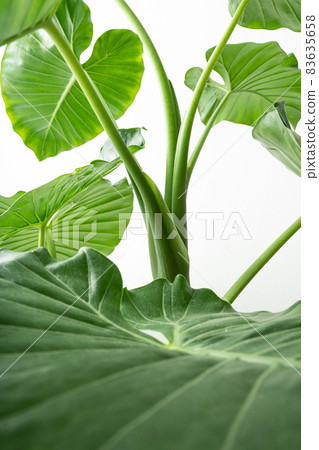Alocasia odora taro perennial alocasia green foliage plant Alocasia odora taro perennial alocasia green foliage plant 83635658