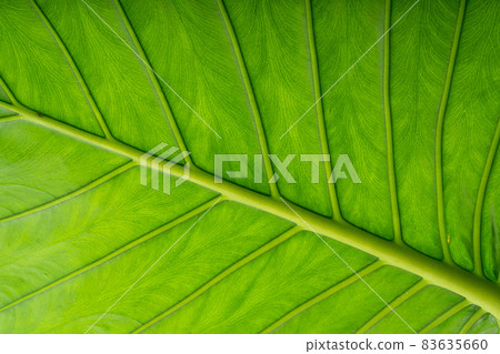 Alocasia odora taro perennial alocasia green foliage plant Alocasia odora taro perennial alocasia green foliage plant 83635660