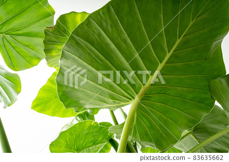 Alocasia odora taro perennial alocasia green foliage plant Alocasia odora taro perennial alocasia green foliage plant 83635662