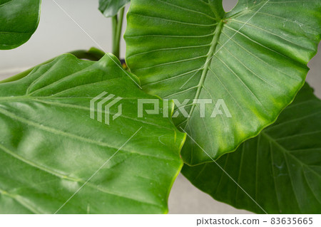Alocasia odora taro perennial alocasia green foliage plant Alocasia odora taro perennial alocasia green foliage plant 83635665