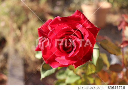 紅玫瑰 紅玫瑰 83635716