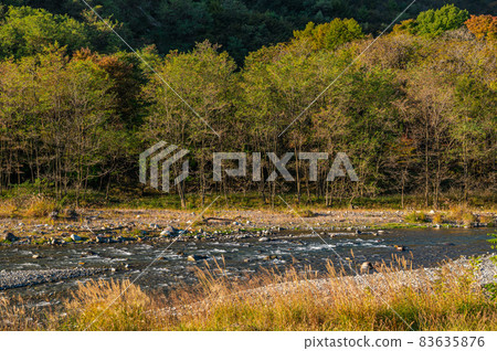 朝陽照射釜梨川的蔦 83635876