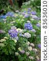 Hydrangea hydrangea colorful pop rainy season rain 83636010