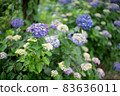 Hydrangea hydrangea colorful pop rainy season rain 83636011