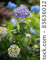 Hydrangea hydrangea colorful pop rainy season rain 83636012