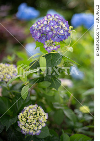 Hydrangea hydrangea colorful pop rainy season rain 83636012