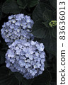 Hydrangea hydrangea colorful pop rainy season rain 83636013