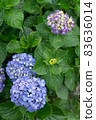 Hydrangea hydrangea colorful pop rainy season rain 83636014