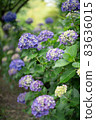 Hydrangea hydrangea colorful pop rainy season rain 83636015