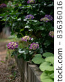 Hydrangea hydrangea colorful pop rainy season rain 83636016