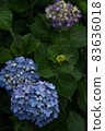 Hydrangea hydrangea colorful pop rainy season rain 83636018