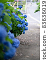 Hydrangea hydrangea colorful pop rainy season rain 83636019