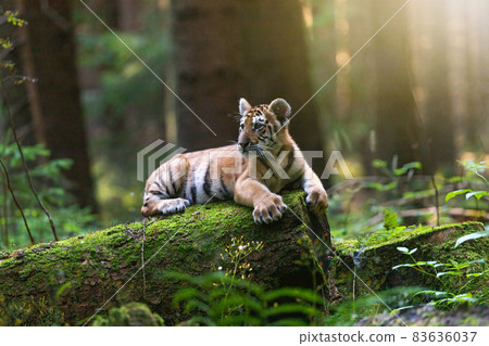 Bengal tiger is lying on the tree trunk 83636037