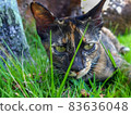 Cat lying on green grass 83636048
