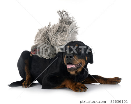 curly brahma and rottweiler in studio 83636101
