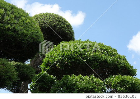 修剪得很漂亮的花園樹 83636105