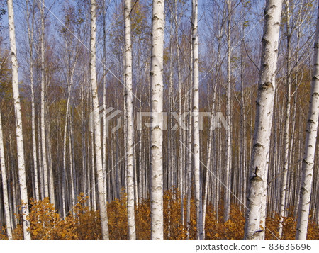 Gangwon-do, Inje-gun, Wondae-ri, Birch, Autumn 83636696