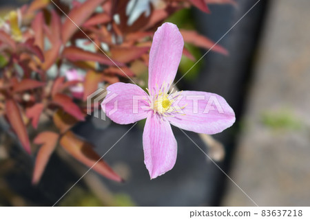 Clematis Fragrant Spring Clematis Fragrant Spring 83637218
