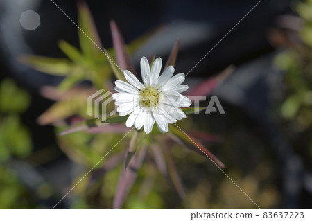 New York aster Starletta White 83637223