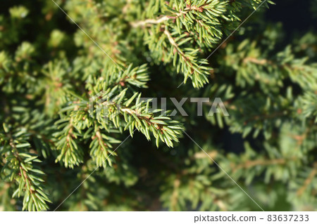 Little Gem Norway spruce 83637233
