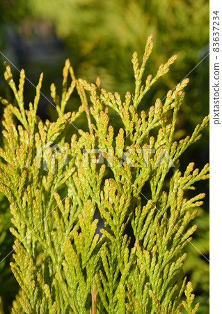 Western Red Cedar 4Ever Goldy Western Red Cedar 4Ever Goldy 83637234
