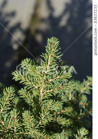 Little Gem Norway spruce 83637235